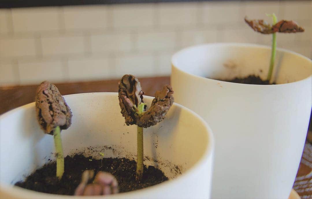 CRAFT CHOCOLATE WORKSのグルメインスタ