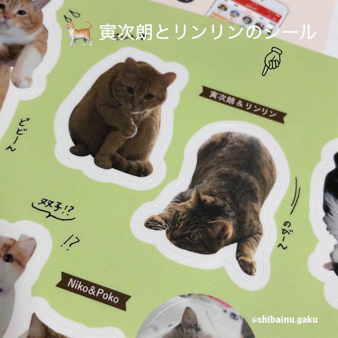 Kazumi-Gakumamaさんのインスタグラム写真 - (Kazumi-GakumamaInstagram)「ここ最近、色々あり過ぎてしまい遅くなりましたが、3/28発売の「ozmagazine」とコラボしたPECO初の雑誌「PECOmagazine」に我が家のニャンズ&おまけで岳が掲載されました➰🐕🐈🐈📖㊗️ *  オズマガジンムック「#やっぱりモフモフ 大好き！猫と犬」の「私のとっておき愛猫」の021ページです✨ *  プロのライター✒️とカメラマン📷の方が遥々我が家まで取材に来てくださいました‼︎ *  特別付録「もふもふ❤︎犬猫シール」(002ページ目)には、リンリンと寅次朗も付いていま〰️す(^^) *  PECOmagazineは、Amazonで絶賛発売中です➰🤗 🐾----*----*----*----🐾 Our house Gaku, Rinrin and Torajiro were featured in popular magazines🐕🐈🐈📖㊗️ 🐾----*----*----*----🐾 #pecomagazine #ozmagazine #柴犬 #岳 #柴犬岳 #柴犬ガク#gaku #shibainugaku #shiba #shibainu #shibastagram #いぬすたぐらむ #リンリン #キジトラ #browntabby #ジャパニーズボブテイル #寅次朗 #茶トラ #まるどら #gingercat #にゃんすたぐらむ #ねこすたぐらむ  #pecoいぬ部 #pecoねこ部 #pecotv #ふわもこ部 #ワンフルエンサー #ニャンフルエンサー  #20190424」4月24日 16時38分 - shibainu.gaku