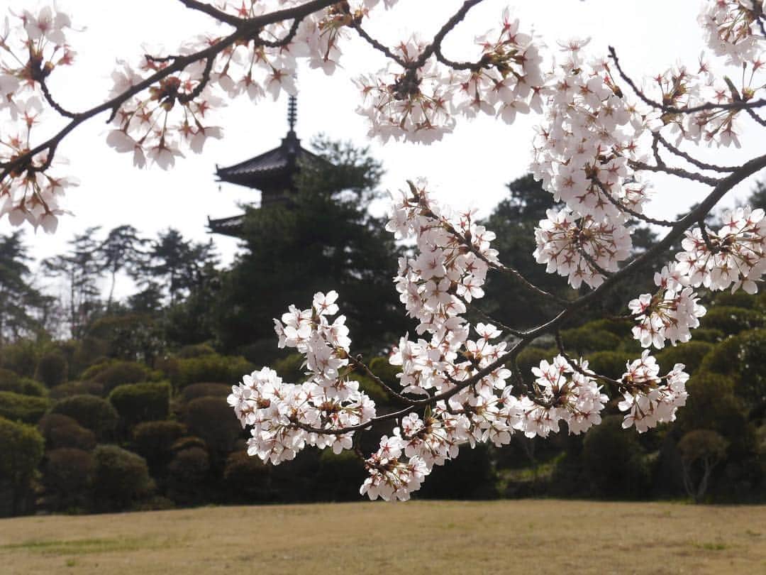 Rediscover Fukushimaさんのインスタグラム写真 - (Rediscover FukushimaInstagram)「Photos taken yesterday at Aizu Mura! (The place in my Instagram story yesterday) 🌸」4月24日 16時49分 - rediscoverfukushima