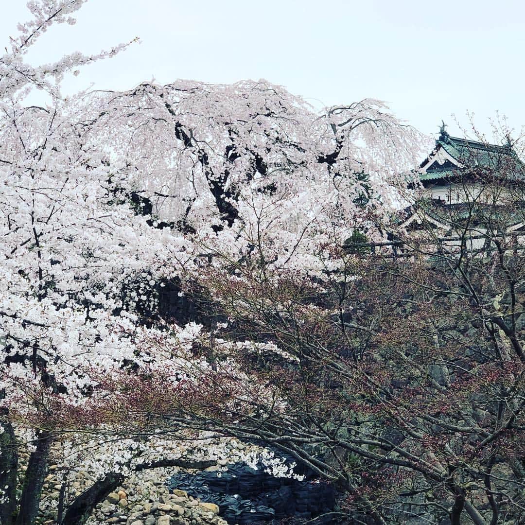栗原心平さんのインスタグラム写真 - (栗原心平Instagram)「今日は青森県庁さんにお招きいただき、両親を伴い弘前の桜を観に来ました。絶景とはまさにこのことです。りんごの剪定技術を桜に施し、樹齢100年を超えるクラスの桜がゴロゴロ。 大変貴重な経験をさせて頂きました。 ありがとうを伝えても伝わり切らないと思いますが、心の底から感謝感謝。 #栗原心平 #shimpeikurihara #青森 #青森県庁 #弘前 #弘前城 #弘前公園 #弘前桜祭り #弘前さくらまつり」4月24日 16時58分 - shimpei_kurihara