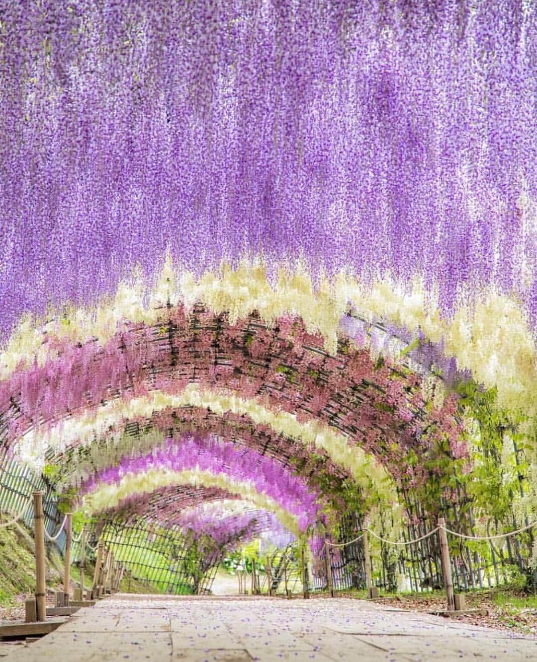 aumoさんのインスタグラム写真 - (aumoInstagram)「【#日本の最も美しい場所31選×#藤の花トンネル】 . 福岡県北九州市にある「#河内藤園」にて撮影されたお写真📸 . 水彩画のような美しいグラデーションの藤の花。GW頃が見頃なんだとか！国内外から多くの人が足を運ぶ絶景スポット。是非訪れてみて下さい🥰 . Credit：@mai_7100 さん 素敵なお写真をありがとうございます！ . あなたが撮影した素敵な写真に 「#aumo」を付けて教えてください♡ あなたの投稿が明日紹介されるかも♪ . aumoアプリは毎日配信！おでかけや最新グルメなどaumo読者が気になる情報が満載♡ ダウンロードはプロフィールのURLから✔︎ (iPhone&Android版) . . #福岡旅行#福岡観光#福岡#北九州#日本の景色 #インスタ探検隊 #女子旅#絶景#絶景スポット#旅 #風景写真#旅人の交換日記#ダレカニミセタイケシキ #東京カメラ部 #カメラ女子部#東京カメラガール#旅行好き#旅好きの人と繋がりたい#カメラ撮ってる人と繋がりたい#あなたとみたい景色#フォトジェニック #国内旅行 #国内旅行好きな人と繋がりたい#実在する世界の美しい場所10」4月24日 17時10分 - aumo.jp
