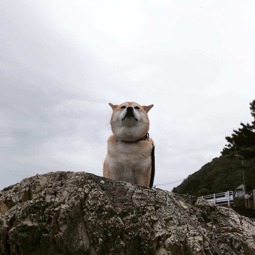 マル子のインスタグラム：「雨セーフで夕散歩終えたのだ😤 #マル子 #柴犬 #shiba #マル子王」