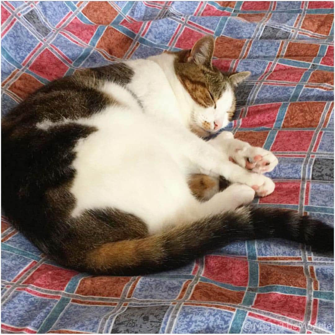 Misty The Moggieさんのインスタグラム写真 - (Misty The MoggieInstagram)「What happens when you have new fresh sheets on your bed? Misty comes to christen it with hair of course! #animal #animaladdicts #pet #petstagram #photooftheday #meow #neko #weeklyfluff #topcatphoto #YourDailyPets #instacat #instagood #INSTACAT_MEOWS #excellent_cats #excellent_kittens #kittensofinstagram #Fun_Pet_love_Club #chat #cutecats #catstagram #cat_features #catsofinstagram #猫 #ねこ #cutepetclub」4月24日 17時18分 - mistythemoggie