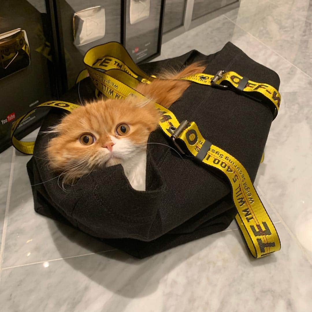 HIKAKINのインスタグラム：「おニューのバッグがもふこの家になりました😊💕また悪さするんかぁー！😡🤣🥰 #もふこ #猫 #かわいい #ヒカキン #offwhite  #オフホワイト」