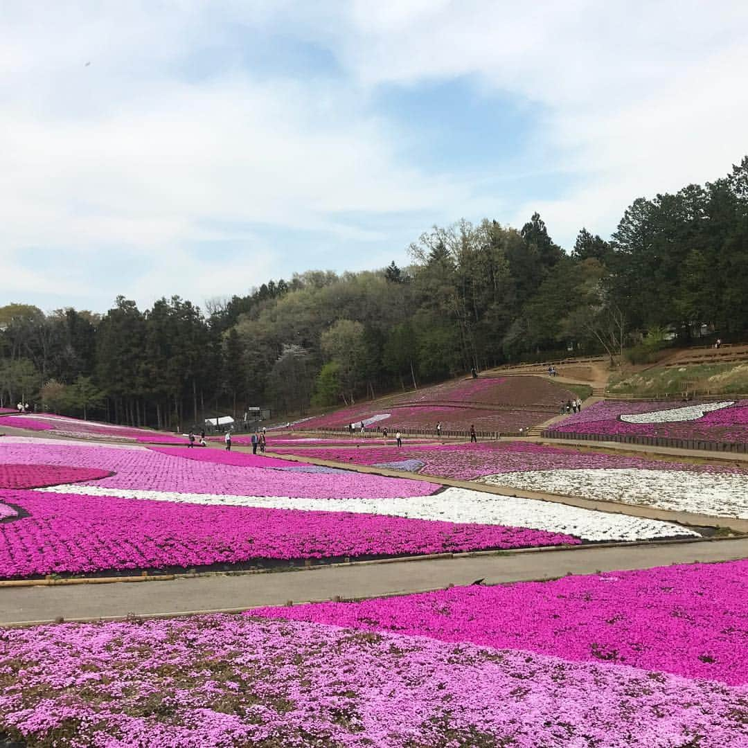 にしおかすみこさんのインスタグラム写真 - (にしおかすみこInstagram)「#芝桜#ぶらぶら 足もとに芝桜、横にはまだ満開の桜並木、時折吹く風で桜吹雪の嵐。 舞った花びらがはらはらと落ちて前方が霞む。 天国ってこんな感じかなあと思いながら歩く。 #カップル#夫婦多い 「ここで喧嘩したら、もう、そもそも無理なんだってあきらめがつくよね」と言ったら。 スタッフさんが「え、誰の気持ちになっての代弁ですか？」と。 「幸せなカップルの彼女の気持ちの代弁だよね」。。独身の中年に皆まで言わせるんじゃないよとささくれだつ。。😑 #なんだかんだで満喫✨✨☺️」4月24日 17時20分 - nishioka_sumiko