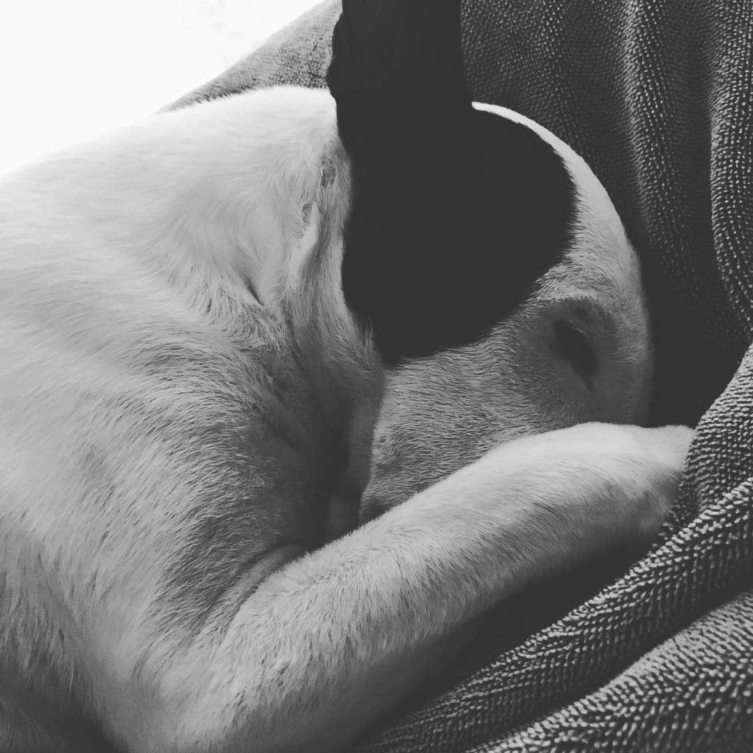 のインスタグラム：「#minituru#bull#terrier#minibullterrier#miniturubullterrier#dog#dogstagram#cute#qtaro#love#family#ミニチュア#ブルテリア#ミニチュアブルテリア#Q太郎」