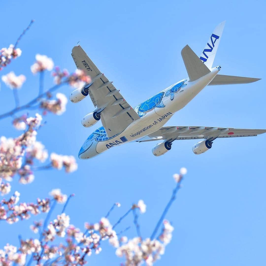 のインスタグラム：「この季節ならではの一枚🌸✈️ （Photo：@hirok_shira）  #ソラマニ_ヒコーキ #a380 #フライングホヌ #初号機 #ハワイカラー #桜 #サクラ #わくわく #5月24日 #就航 #ハワイ #ホノルル #春の景色 #flyinghonu #honu #hawaii #color #honolulu #airplane #anaairplane #fly #japan #spring #cherryblossom #sakura #beautiful #bluesky  ANAの飛行機は「#ソラマニ_ヒコーキ」をつけて投稿してね⭐️インスタやANAの各メディアでご紹介していきます💙」