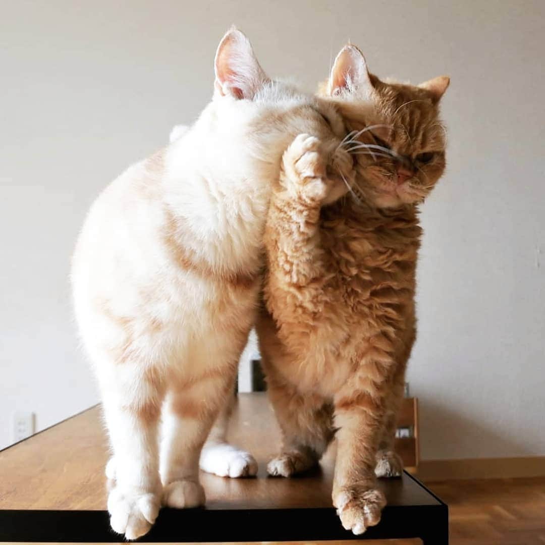 CatStockerのインスタグラム：「Hello! #catstocker is here!  Follow our FURRriend @muffin_the_munchkin  Scroll right for more pictures 👉 . . . . .  #cat #neko #mačka #chat #kočka #котка #kotek #kot #кіт #mače #кошка #кот #katze #gato #gatto #kissa #kattunge #猫 #고양이 #貓 #kedi #köttur #kissanpentu #חתול #кішка #gatinho #котенок #gatito #kitten」
