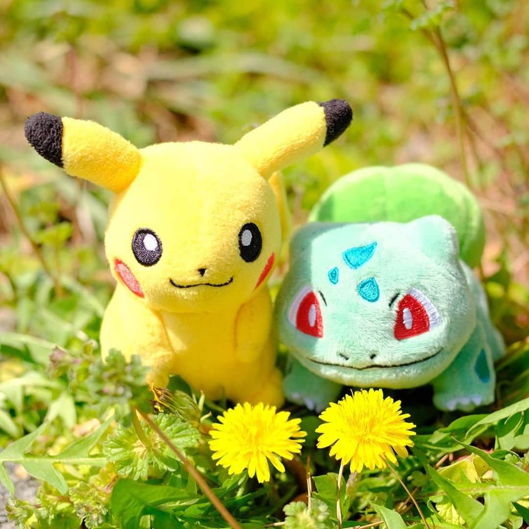 ピカチュウ公式Instagramさんのインスタグラム写真 - (ピカチュウ公式InstagramInstagram)「【今日のピカチュウ】 フシギダネとお散歩チュウ🌼🌼 ピカチュウにそっくりな色のお花に興味津々❓ #pikachu #bulbasaur #pokemon #pikachu_snap #photooftheday #flower #flowers #dandelion #spring #ピカチュウ #フシギダネ #ポケモン #花 #タンポポ #春」4月24日 18時00分 - pokemon_jpn