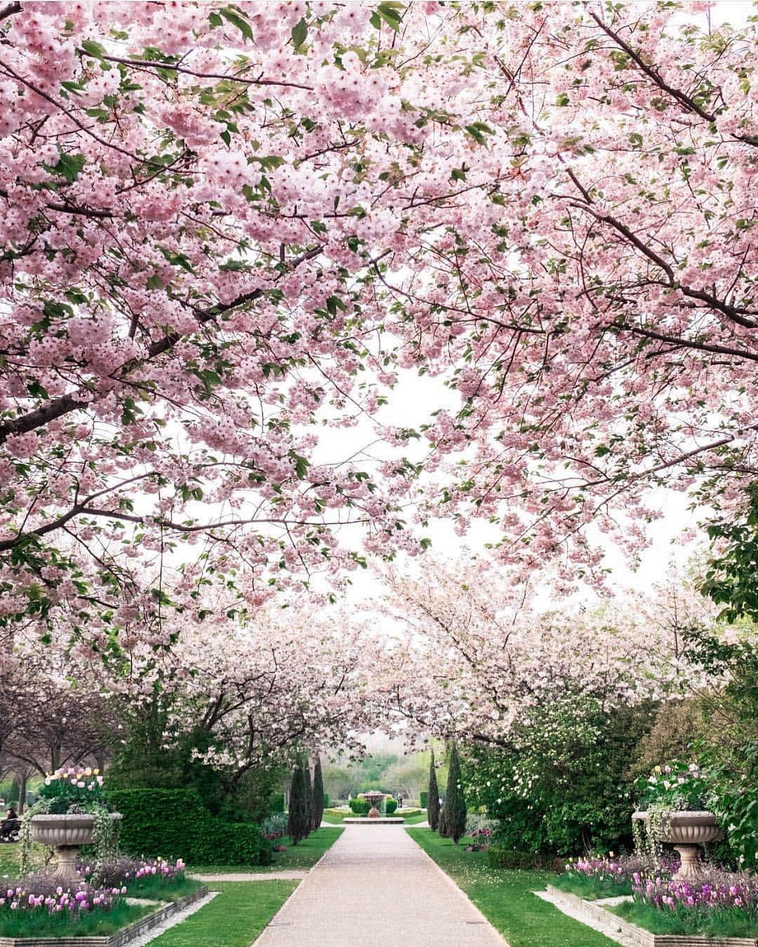 @LONDON | TAG #THISISLONDONさんのインスタグラム写真 - (@LONDON | TAG #THISISLONDONInstagram)「Dreaming of Easter weekend walks! 🥰🤩🤗 What a lovely 4 day weekend. And what a beautiful capture from @elensham 🌸💗🌸 // #thisislondon #london #regentspark #primrosehill #londonparks」4月24日 18時08分 - london