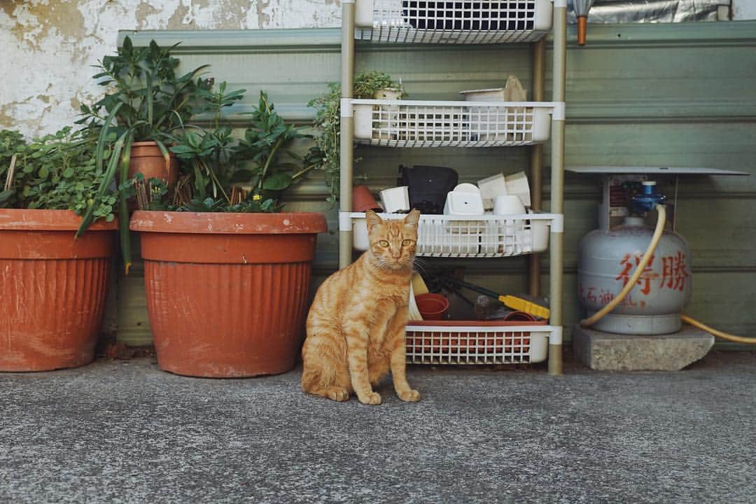 言身寸 in Tainan, Taiwanさんのインスタグラム写真 - (言身寸 in Tainan, TaiwanInstagram)「- 「#怎麼這樣拍人家啦」 - 2019.4.24 #taiwan #tainan #台灣 #台湾 #台南 #写真 #vsco #vscocam #vscotaiwan #vscoTW #vscotainan #ig_streetphotography #AmazingTaiwan #iseetaiwan #taiwan_streetphotography #Streets_Vision #sonya7ii #Loxia35」4月24日 18時21分 - kukud83