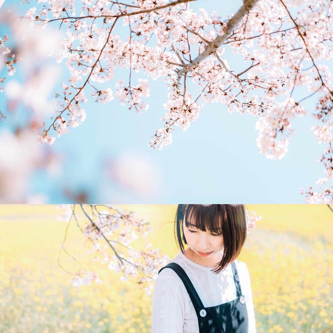 fuka_09さんのインスタグラム写真 - (fuka_09Instagram)「﻿ ﻿ 優しい春に﻿ ﻿ #桜 #藤原宮跡﻿ #わたしは奈良派﻿ ﻿ ﻿ はるぽん✿」4月24日 18時33分 - fuka_09