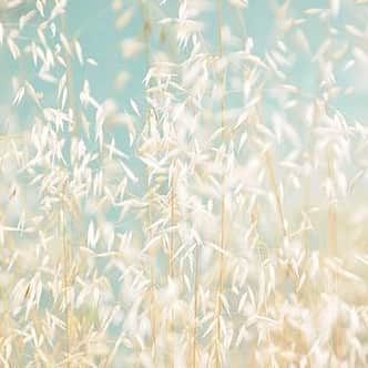 ジャマンピュエッシュのインスタグラム：「The colors of the wind in the summertime #jaminpuech #inspiration #summer」
