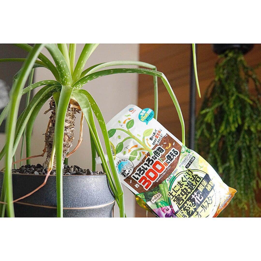 植物のある家のインスタグラム：「ー害虫予防ー . . アース製薬株式会社の . 「土にまくだけ害虫退治オールスター」  使ってみました。 . . . どこからともなくやってくる害虫…  しっかり退治していますか？ . . 「土にまくだけ害虫退治オールスター」は  嫌なニオイもないので、室内の観葉植物などにはもってこいですよ . . . うちも早速部屋中の鉢にまきました！ . . . . . #ad　 #アース製薬　 #アースガーデン　 #ガーデニング  #土にまくだけ害虫退治オールスター」