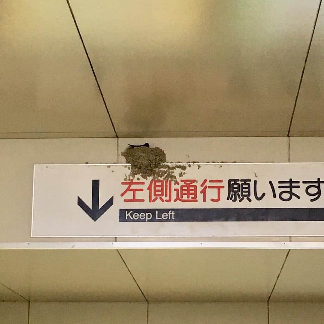 牧野誠三さんのインスタグラム写真 - (牧野誠三Instagram)「西宮の阪急電車駅で、今年、私が見た一番ツバメです。 少し早い気もしますが、ちゃんと、つがいが近くに居ました！頑張って！巣作り！子育て！、明日は四月二十五日です。 #ytvアナウンサー  #ytv  #牧野誠三  #ツバメ #つばめ  #燕」4月24日 19時05分 - makino_seizo_freeter