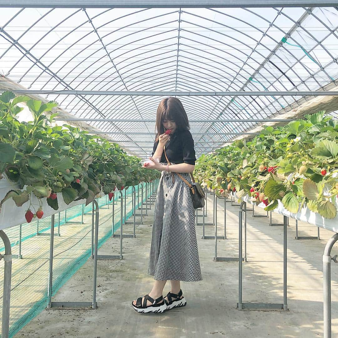 篠崎彩奈さんのインスタグラム写真 - (篠崎彩奈Instagram)「_ #いちご狩り の私服🍓 ストーリーでもたくさん質問があって嬉しいです😚 タグ付けしました🏷 . . いちご×ギンガムチェックって 可愛くないですか？🥺♥️笑 . . ZARAのサンダルは履きやすくて可愛いから この夏ヘビロテの予感...❤︎ #ootd #onepiece #snidel #shose #zara #いちご狩りコーデ #ギンガムチェックスカート」4月24日 19時18分 - ayana.s_official