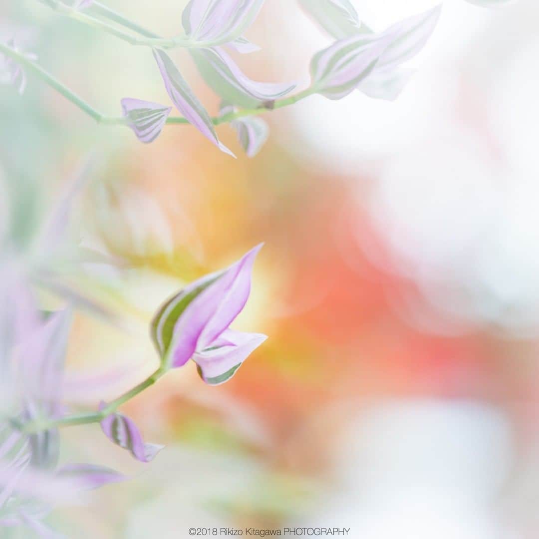 花の写真館のインスタグラム：「Photo by @rikizo_kitagawa.⠀ https://instagram.com/rikizo_kitagawa/⠀ .⠀ Original Post[投稿頂いたURL]⠀ https://www.instagram.com/p/BgmiUmTh7ef/⠀ .⠀ 本アカウントは、 #私の花の写真 をつけてInstagramに投稿された皆さまの花の写真や、「花の写真館」Facebookページで投稿された花の写真を紹介します。⠀ 「花の写真館」Facebookページは、「 @floral.photograph 」のプロフィールにあるURLからご覧ください。⠀ .⠀ #花の写真館 #floralphotograph #floralphoto #flower #flowers #富士フイルム #FUJIFILM⠀ Follow: @floral.photograph」