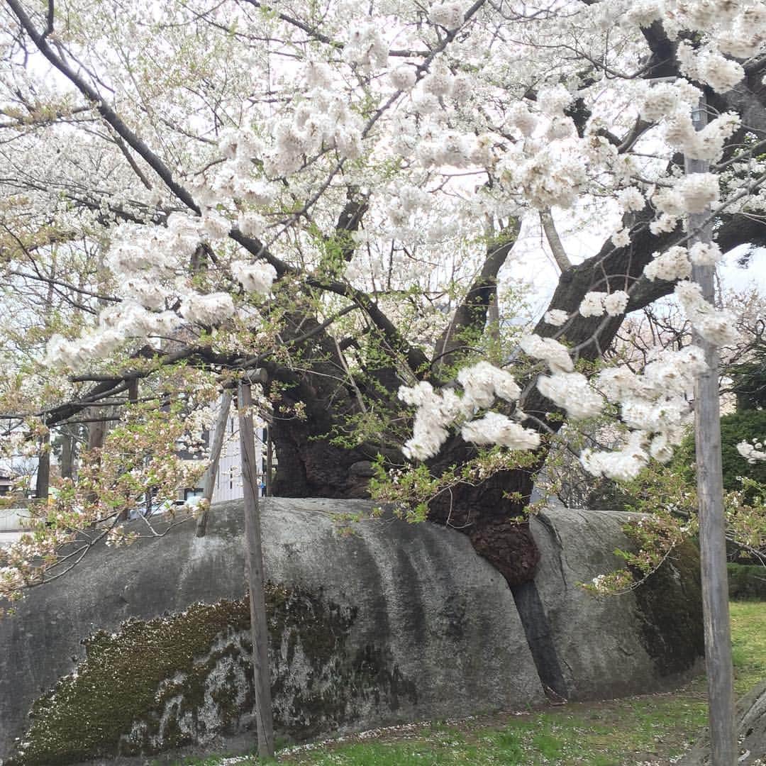 大手小町さんのインスタグラム写真 - (大手小町Instagram)「出張で訪れた東北は新緑と桜が同時に楽しめる、大好きな季節です。盛岡の石割桜🌸散り始めで儚げです。天気のせいか、古木のためか、花の色が白っぽいです。どうしてこんな風に石とさくらが一体化したんでしょう。裁判所にあるのですが、ライトアップもされるみたいでした。  #otekomachi #石割桜 #sakura  #桜 #岩手」4月24日 19時55分 - otekomachi