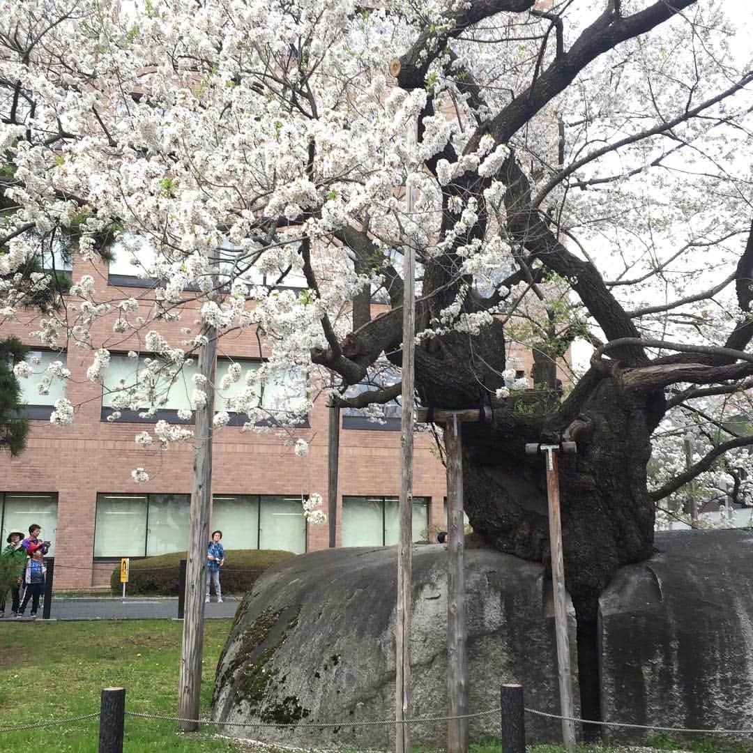 大手小町さんのインスタグラム写真 - (大手小町Instagram)「出張で訪れた東北は新緑と桜が同時に楽しめる、大好きな季節です。盛岡の石割桜🌸散り始めで儚げです。天気のせいか、古木のためか、花の色が白っぽいです。どうしてこんな風に石とさくらが一体化したんでしょう。裁判所にあるのですが、ライトアップもされるみたいでした。  #otekomachi #石割桜 #sakura  #桜 #岩手」4月24日 19時55分 - otekomachi