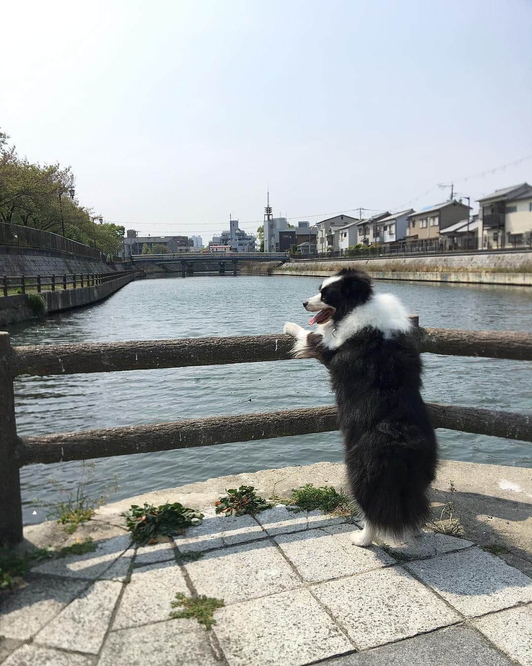 犬バカ部宣伝部長さんのインスタグラム写真 - (犬バカ部宣伝部長Instagram)「2回目の🐼太っい黒の色鉛筆✏️﻿ ﻿ ここは0歳から5歳まで毎日散歩したコース🐼💕﻿ ﻿ 川沿いをそらと喋りながら『懐かしいねぇ〜』なんて言いながら💕楽しい時間でした😆﻿ ﻿ 思い出の場所に同じメンバーで行くのって楽しい🎵﻿ ﻿ #犬バカ部﻿ #bordercollie﻿ #ボーダーコリー ﻿ #亀が甲羅干ししてた﻿ #頭だけの亀を確認出来るかな？」4月24日 19時54分 - umetaturou