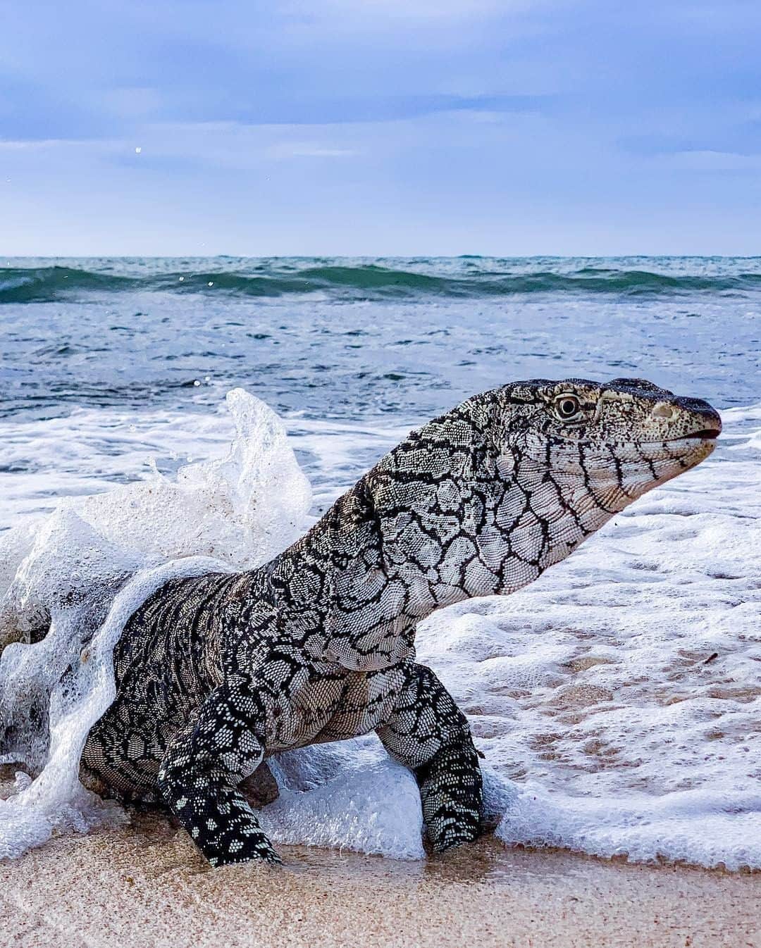 Australiaさんのインスタグラム写真 - (AustraliaInstagram)「Pete always looks forward to his annual beach holiday at #Exmouth ⛱️ @adventuresofbluecrust spotted this #perentie making a splash on @westernaustralia's @australiascoralcoast, which is a rare sighting since they generally try to avoid people and can run away extremely fast when detected. These enormous reptiles are the biggest monitor #lizard in #Australia, reaching lengths of 2 metres or more. This certainly isn't a common scene on the #beach, but if you're lucky enough to see one of these huge creatures in the wild it would definitely make your holiday that much more memorable!  #seeaustralia #justanotherdayinwa #australiascoralcoast #wildlifephotography #travel #weeklyfluff」4月24日 20時00分 - australia