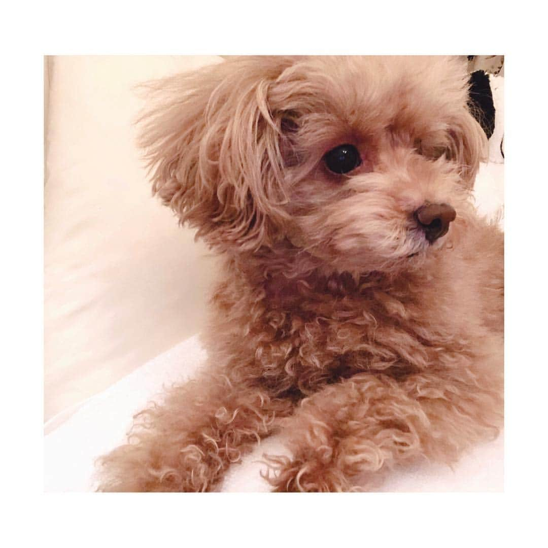 堤礼実さんのインスタグラム写真 - (堤礼実Instagram)「🐩 天使ですか、、♡ . #あんさん #でもそれ私の枕😂💓」4月24日 20時07分 - reimi_tsutsumi1123