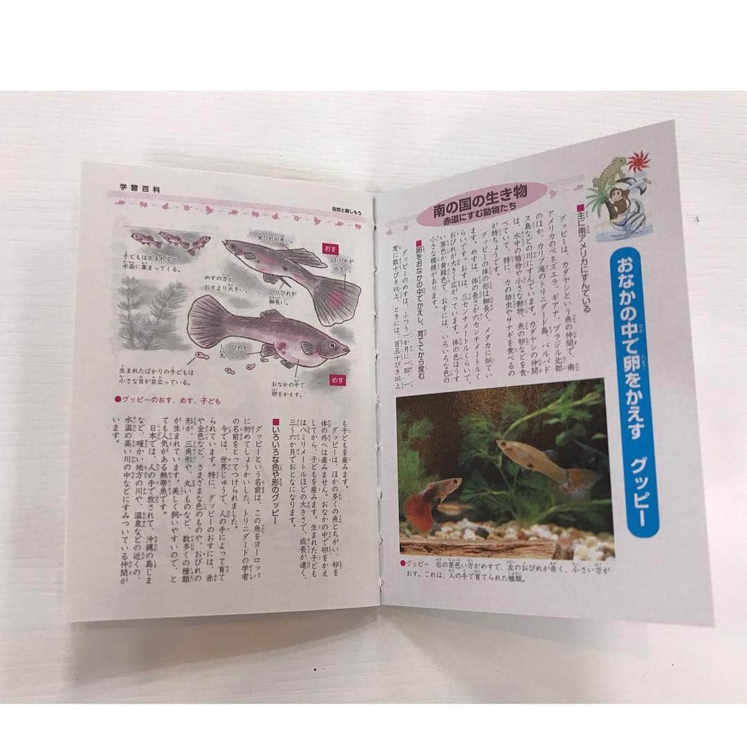 コクヨのぶんぐさんのインスタグラム写真 - (コクヨのぶんぐInstagram)「. あのころノート . キャンパスノートは1975年に発売された初代から現代の5代目に至る5種類を用意しました！ . 製本、デザイン、罫線、本物をそのままミニサイズにすることにこだわった商品です。 . ジャポニカ学習帳の見開きもこの通り！(pic4) かなーり懐かしさを感じます…🤤 . サイズはA7変形です！(昨日ご質問いただいたので！🙌) . . つづく… . #あのころノート #キャンパスノート #ジャポニカ学習帳 #歴代  #懐かしい #懐かし文具 #平成文具 #平成 #平成最後 #新元号 #令和 #ありがとう平成 #文房具 #文具 #文具好き #文房具マニア #文具好きさんとつながりたい #ステーショナリー #stationery #stationerylove #stationeryaddict #コクヨ #kokuyo #コクヨのぶんぐ」4月24日 20時18分 - kokuyo_st