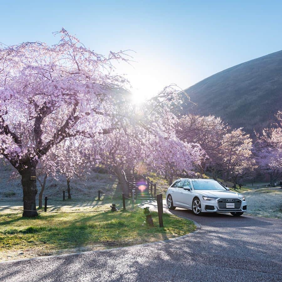 アウディ ジャパンさんのインスタグラム写真 - (アウディ ジャパンInstagram)「朝。向かいにそびえる特徴的な山容の奥から太陽が顔を覗かせます。空は白く霞み、あたたかな空気に鳥のさえずりが溶けるよう。 春の日差しは、桜の下にたたずむ新しいAudi A6 Avantのボディをやわらかく照らします。今日という日、この場所を訪れることのできた喜びが心の中に染み渡ってゆくようです。  #Audi #A6 #AudiA6 #Audijapan #桜 #sakura #ドライブ #伊豆　#MomentswithAudi #Audigramm #carporn」4月24日 20時24分 - audijapan