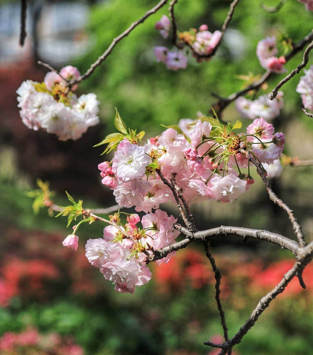 葉山町さんのインスタグラム写真 - (葉山町Instagram)「- 虎のしっぽに見えるそう  #葉山歩き #葉山 #hayama #花の木公園 #八重桜 #市原虎の尾  #HananokiPark #sakura #park #japantrip  #ソメイヨシノ が終わった頃に咲く #イチハラトラノオ #珍しい #桜 #ツツジ と一緒にまだ楽しめるっ #女子旅 #カメラ旅 #デート #家族旅行 #大型連休 は葉山で遊ぼう #今日もおつかれさまでした」4月24日 20時27分 - hayama_official