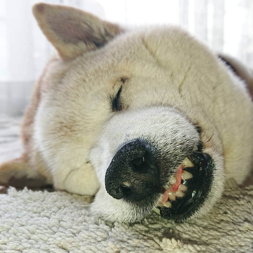 柴子さんのインスタグラム写真 - (柴子Instagram)「おはようございます！ 柴子(仮名)さん、頬肉めくれ上がってますよ(笑) グッスリよく寝てる(*´ω｀*) #柴犬　#shibainu #shibastagram  #柴犬の寝顔」4月25日 8時00分 - senogawadogs