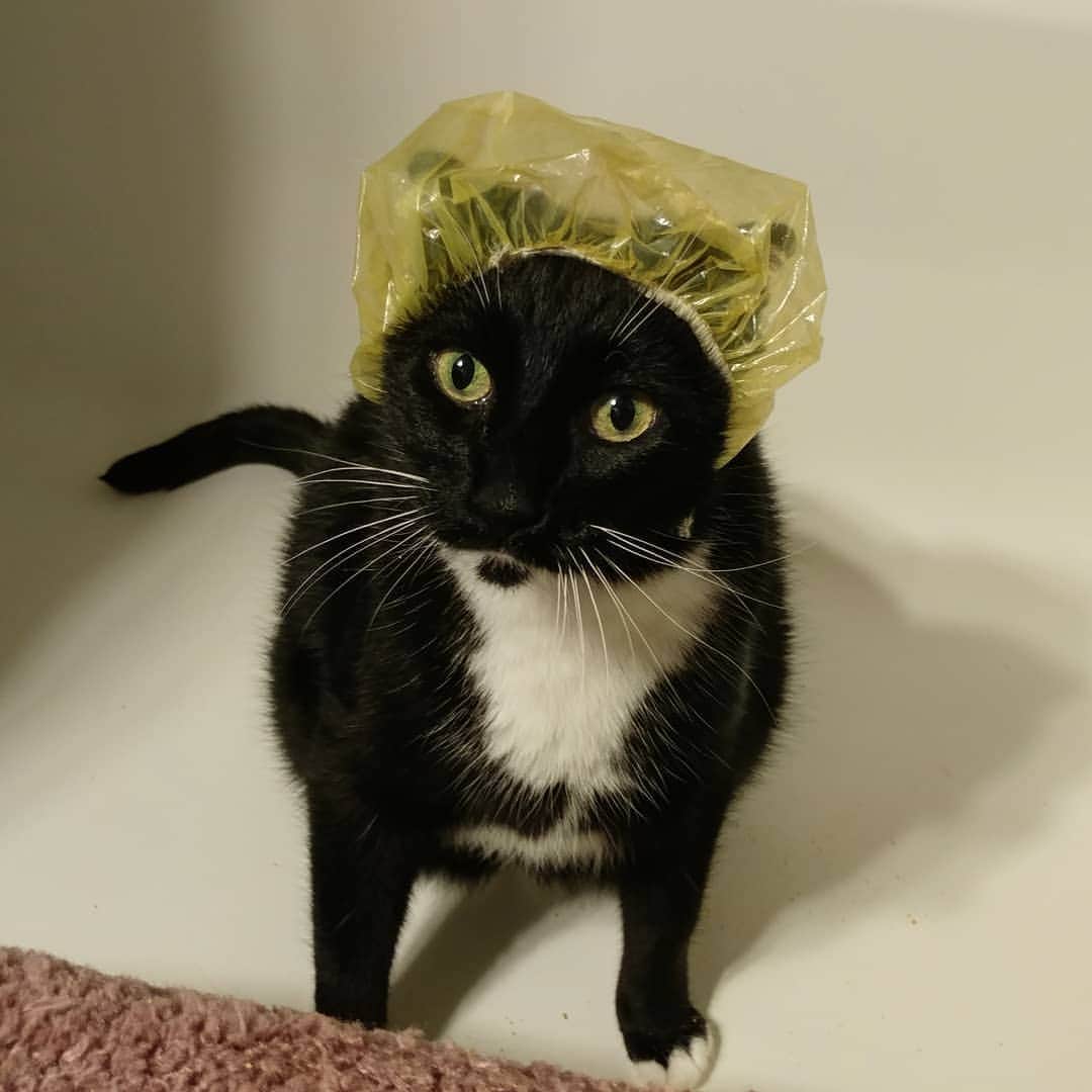 猫コスプレさんのインスタグラム写真 - (猫コスプレInstagram)「The shedding season is upon us, and thus the return of... BATH CAT! 🎶Nananananananana Bath cat!🎶」4月25日 7時55分 - cat_cosplay