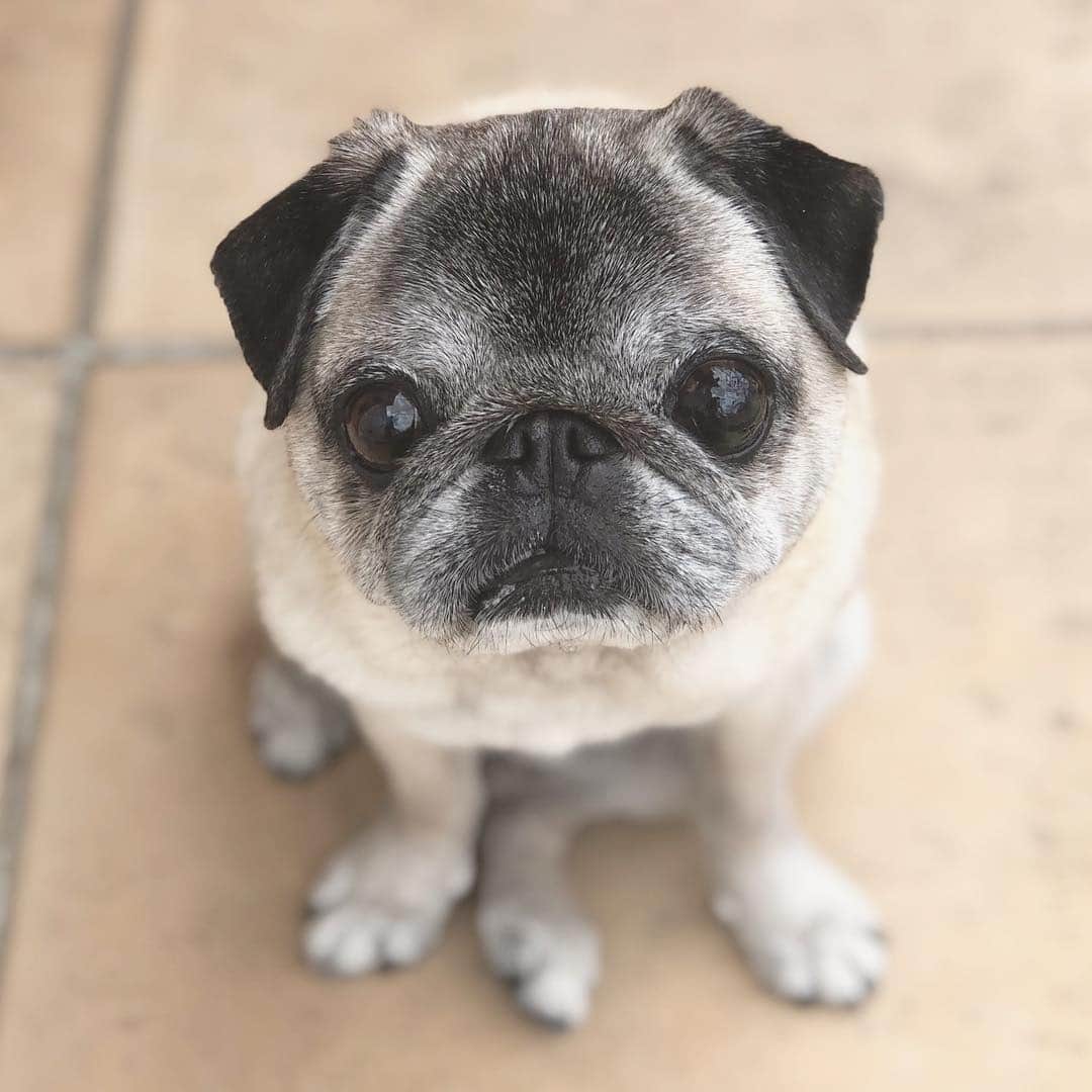 八兵衛のインスタグラム：「Hachibei☺️ * * 先週末のべえさん。 * * #ほぼ黒パグ #おじいちゃん犬 #パグ #pug #puggy #puglife #puglove #petstagram #pugstagram #pugsofinstagram #pugs #dog #ふわもこ部  @igersjp #IGersJP #east_dog_japan #pecoイヌ部 #八兵衛 #はちべえ #朝ワンコ夕ニャンコ」