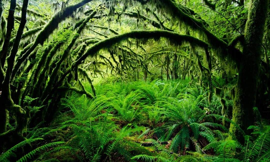 National Geographic Travelさんのインスタグラム写真 - (National Geographic TravelInstagram)「Photo by @bertiegregory | A magical patch of sword ferns underneath vine maples carpeted in moss in the temperate rainforest of southwestern British Columbia. Sadly much of this area’s old growth rainforest has been lost to logging. We must protect the forest that’s left, not only because it’s beautiful and a home to countless creatures, but because like all forests, it gives us so many things that we take for granted like the fresh air we breathe. #britishcolumbia #photography #wildlife #rainforest」4月25日 6時54分 - natgeotravel