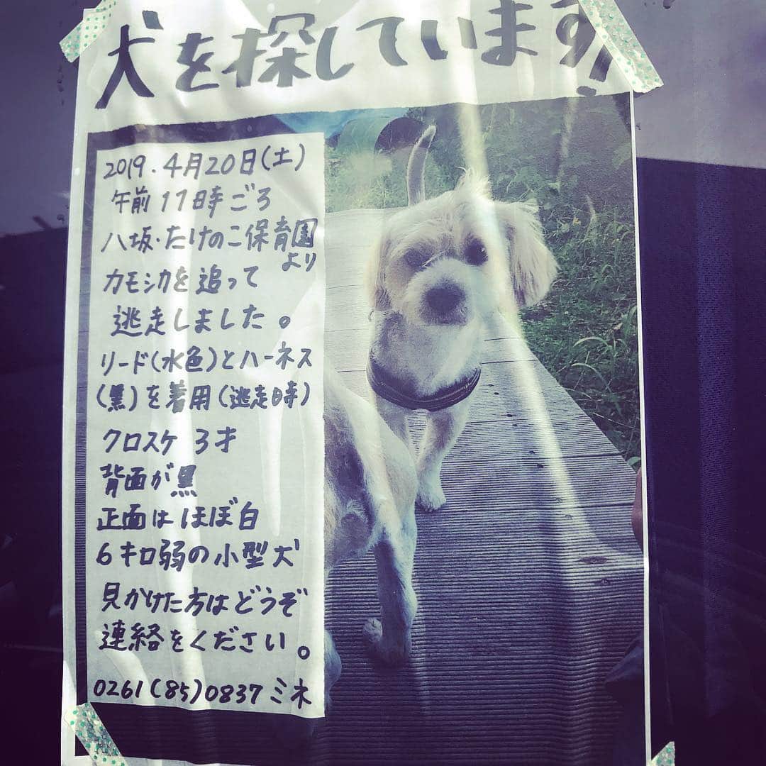 三宅洋平さんのインスタグラム写真 - (三宅洋平Instagram)「犬式ギタリストの星太郎んちの犬が行方不明5日目。クロスケ3歳、シーズーとなんかのミックス。長野県大町市です。見かけた方はご一報ください。#犬式」4月25日 6時58分 - miyake_yohei