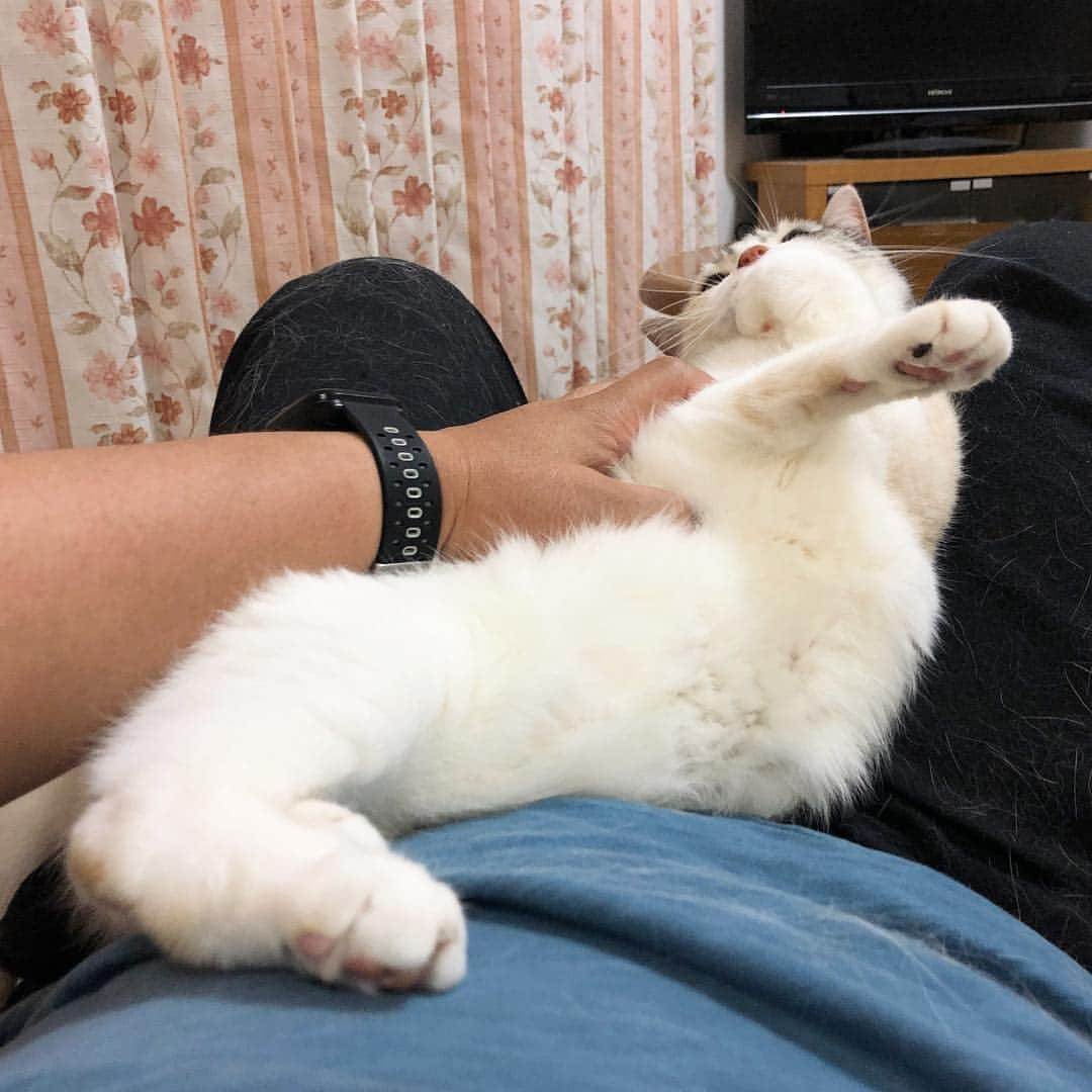 ホタテ＆クラム＆シラスのインスタグラム：「人のお腹の上に飛び乗って来て、くねくねと暴れる猫 #cat #neko #ScottishFold #猫 #ねこ #スコティッシュフォールド #catstagram #instagram #instagramjapan #ig_japan #igersjp」