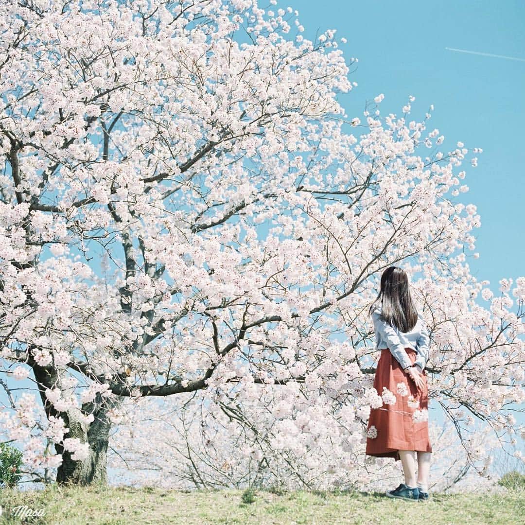 Masaさんのインスタグラム写真 - (MasaInstagram)「. . . 今年の滋賀は桜が遅かったので、４月２週目、３週目でも綺麗なところいっぱいでしたよ☺️ ここもモリモリでした🌸 . 今日は18:00からの打ち合わせのためだけに東京💦 . 撮影日 : 2019年4月13日 . #まっセル #ヤマプリ #hasselblad #ハッセルブラッド #instagramjapan #igersjp #tokyocameraclub #film_com #impression_shots #art_of_japan_ #photogenic_jp #GPW_members_only #good_portraits_world #film_jp #film #フィルム #filmcamera #filmphotography #portrait #ポートレート #photogram_archive #todays_blue_collection #pof_ig #hibi_jp #桜 #Cherryblossom #滋賀 #Shiga」4月25日 7時13分 - masa_nikonist