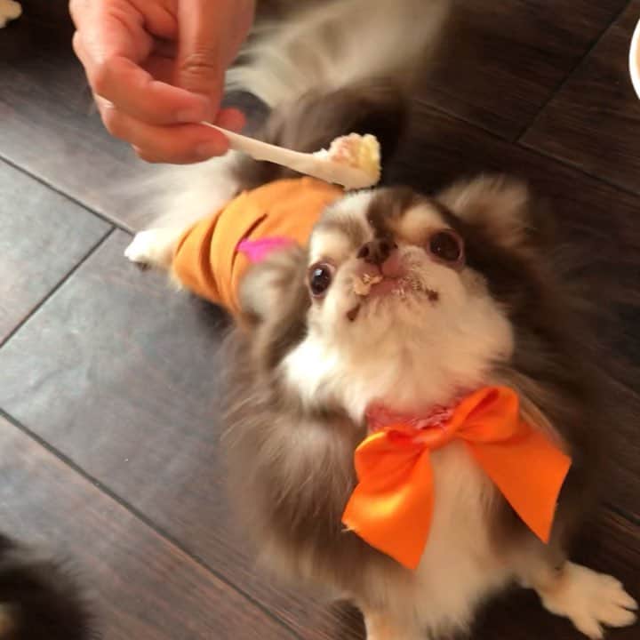 kayoのインスタグラム：「* * お誕生日ケーキのおすそ分けを もらったよ😊🎂💗 * * らいちんの食べ方😂😂😂 * * Lychee💗🎂 * * #chihuahua#chihuahualove#dogstgram#dog#instadog#チワワ#チワワ大好き * *」