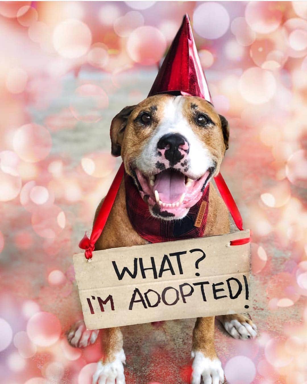 DogsOf Instagramのインスタグラム：「“🎉 HAPPY 4th GOTCHA DAY TO ME 🎉” writes @amospearce  #dogsofinstagram」