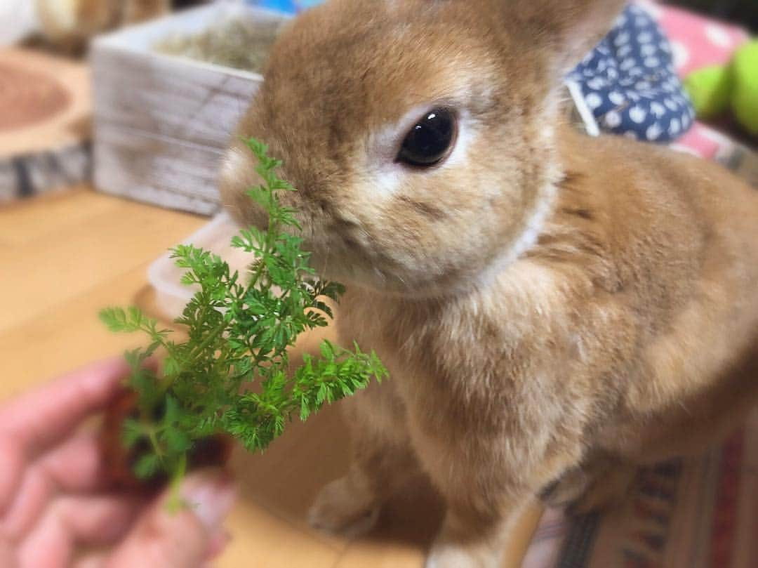 ラン?さんのインスタグラム写真 - (ラン?Instagram)「人参の上の部分を切って、水に浸して葉っぱ育ててみたよ🥕  少し出てきたので、ランに上げてみたら、🥕ﾑｼｬﾑｼｬ🐰🥕 美味しそう食べてたよ( ^ω^ ) ☆ #人参の葉っぱ #うさぎ #ネザーランドドワーフ #rabbit #bunny #bunnystagram  #rabbitstagram  #cute  #かわいい #ふわもこ部  #もふもふ  #zip写真部  #アニマル写真部 #instagramjapan #netherlanddwarf #うさぎと暮らす  #うさぎのいる暮らし #癒し #kawaii #ランちゃん  2019.04.25」4月25日 7時41分 - mofumofuusako