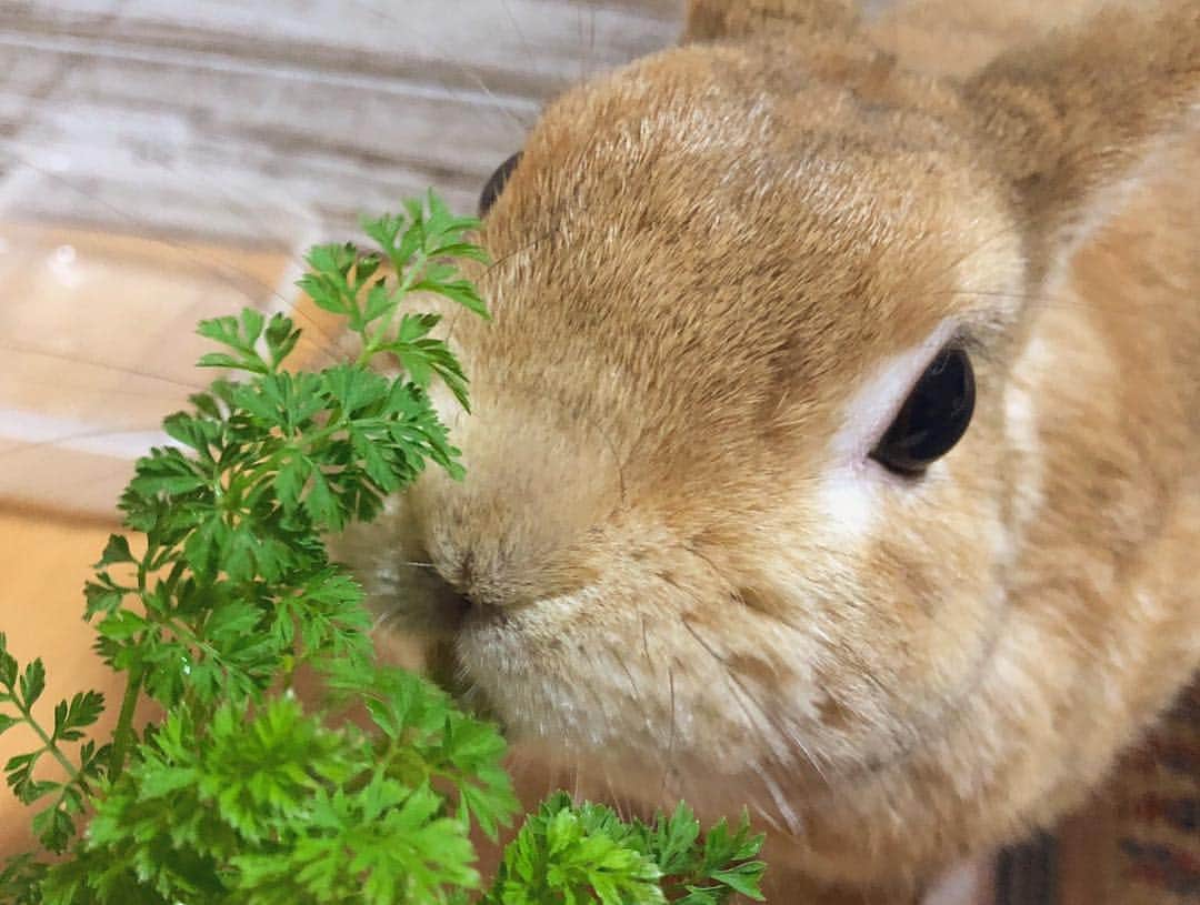 ラン?さんのインスタグラム写真 - (ラン?Instagram)「人参の上の部分を切って、水に浸して葉っぱ育ててみたよ🥕  少し出てきたので、ランに上げてみたら、🥕ﾑｼｬﾑｼｬ🐰🥕 美味しそう食べてたよ( ^ω^ ) ☆ #人参の葉っぱ #うさぎ #ネザーランドドワーフ #rabbit #bunny #bunnystagram  #rabbitstagram  #cute  #かわいい #ふわもこ部  #もふもふ  #zip写真部  #アニマル写真部 #instagramjapan #netherlanddwarf #うさぎと暮らす  #うさぎのいる暮らし #癒し #kawaii #ランちゃん  2019.04.25」4月25日 7時41分 - mofumofuusako