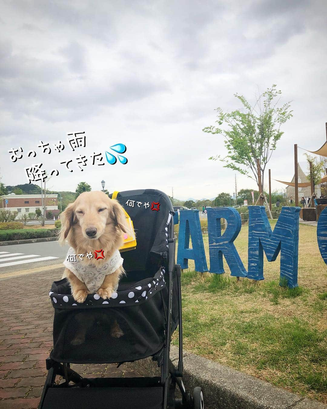 チズさんのインスタグラム写真 - (チズInstagram)「楽しい所がいっぱい💯な道の駅🌱 平日なのに駐車場🚙いっぱい😳 雨で早々退散したけど また行く理由が出来たし 良し❗️としよう😉👍 #フルーツフラワーパーク #おでかけ#タダスポ 💰 #道の駅#映えスポット #足湯#ドッグラン #🌷#🐕#☂️ #Mダックス #MiniatureDachshund #ミニチュアダックス #ミニチュアダックスフンド #ミニチュアダックスクリーム #カニンヘンクリーム #カニンヘンダックス#ダックス13歳 #カニンヘンダックスフンド #犬なしでは生きていけません#愛しのわんこ #癒し犬 #愛犬バカ #関西ダックス#短足犬 #短足部 #シニア犬#親父犬#犬は家族 #インスタでわんこみるのが日課 ♡♡♡♡」4月24日 23時09分 - sqi.chizu