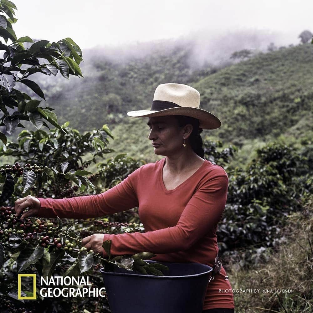 Nespressoさんのインスタグラム写真 - (NespressoInstagram)「Find out how we’ve been helping local famers like Alba Maria adapt to climate change. Content partner @NatGeo @renaeffendiphoto  #Nespresso #BeyondTheBean」4月24日 23時00分 - nespresso