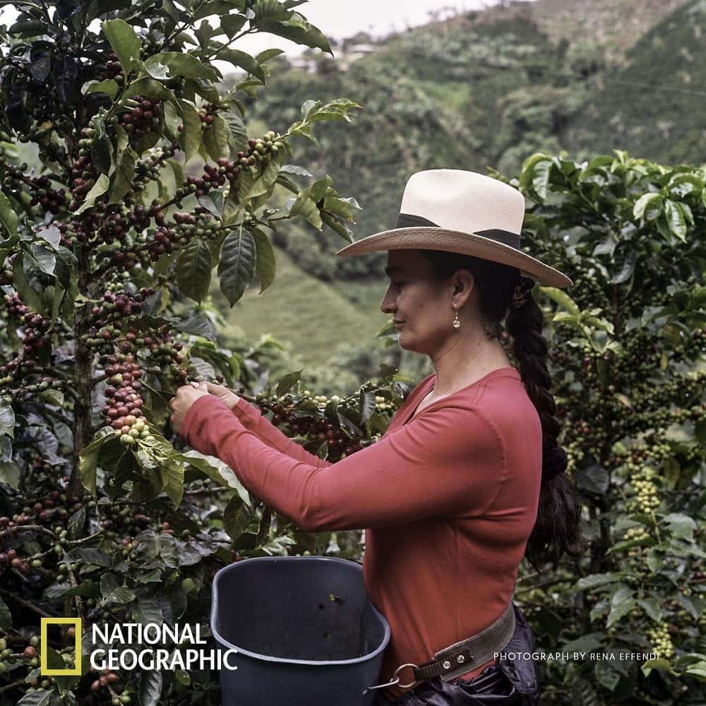 Nespressoさんのインスタグラム写真 - (NespressoInstagram)「Find out how we’ve been helping local famers like Alba Maria adapt to climate change. Content partner @NatGeo @renaeffendiphoto  #Nespresso #BeyondTheBean」4月24日 23時00分 - nespresso