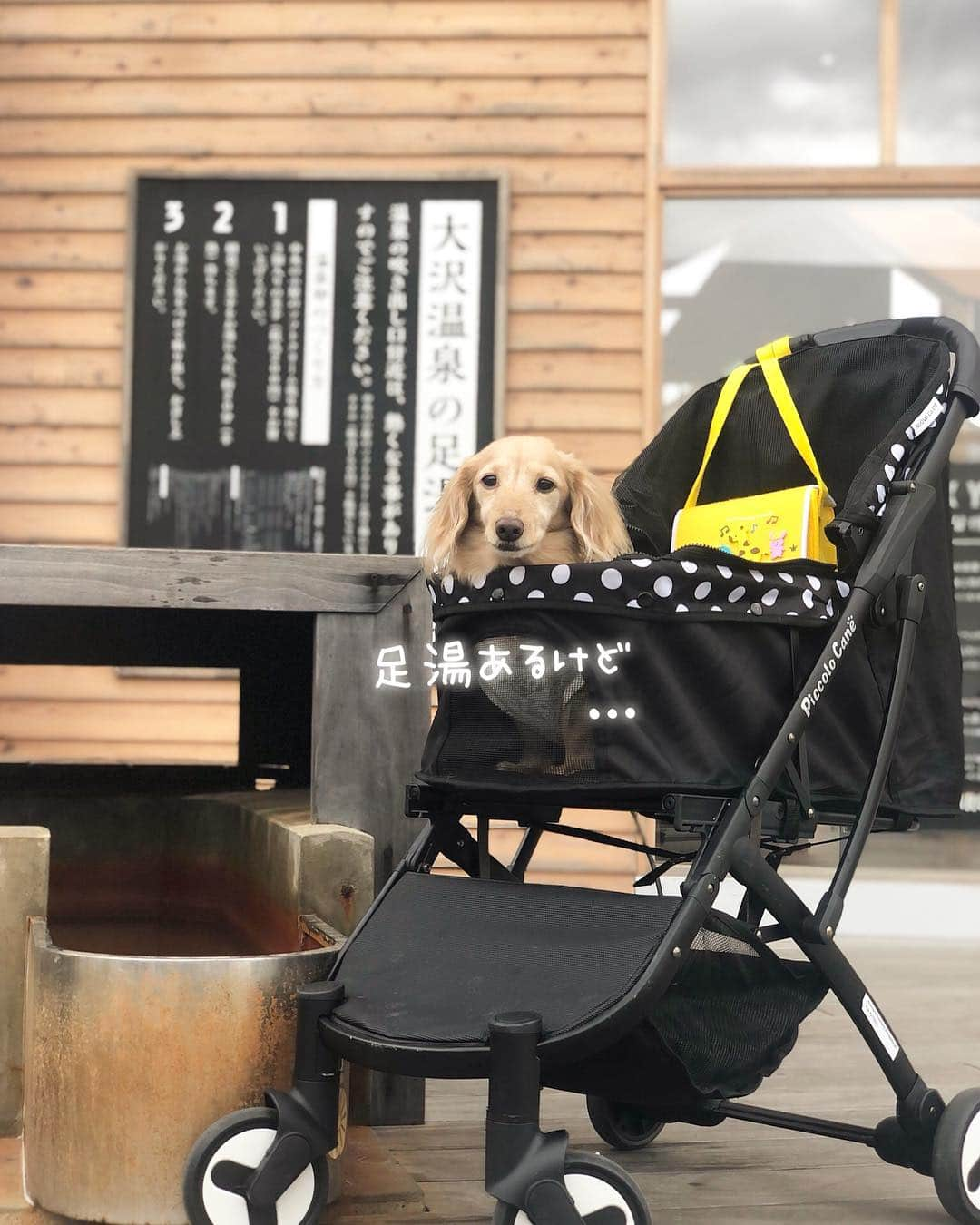 チズさんのインスタグラム写真 - (チズInstagram)「楽しい所がいっぱい💯な道の駅🌱 平日なのに駐車場🚙いっぱい😳 雨で早々退散したけど また行く理由が出来たし 良し❗️としよう😉👍 #フルーツフラワーパーク #おでかけ#タダスポ 💰 #道の駅#映えスポット #足湯#ドッグラン #🌷#🐕#☂️ #Mダックス #MiniatureDachshund #ミニチュアダックス #ミニチュアダックスフンド #ミニチュアダックスクリーム #カニンヘンクリーム #カニンヘンダックス#ダックス13歳 #カニンヘンダックスフンド #犬なしでは生きていけません#愛しのわんこ #癒し犬 #愛犬バカ #関西ダックス#短足犬 #短足部 #シニア犬#親父犬#犬は家族 #インスタでわんこみるのが日課 ♡♡♡♡」4月24日 23時09分 - sqi.chizu