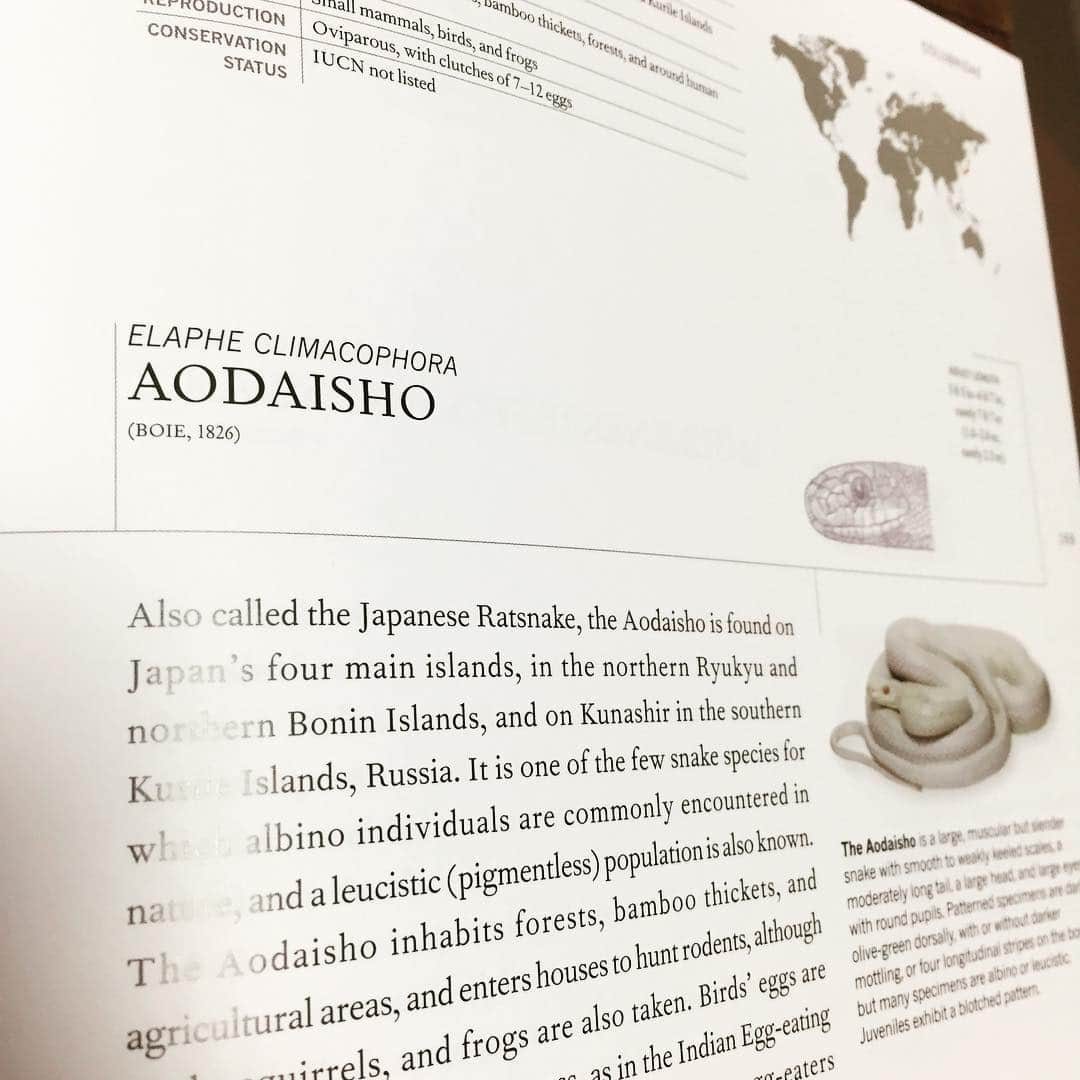 岸田繁さんのインスタグラム写真 - (岸田繁Instagram)「若大将のライバル」4月24日 23時02分 - kishidashigeru