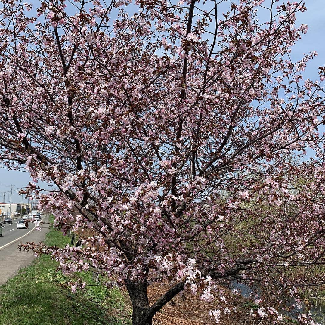菊地友弘さんのインスタグラム写真 - (菊地友弘Instagram)「札幌の桜は今日開花発表！ 標本木はこれから花をたくさんつけていきますが、市内には既に見頃を迎えている桜が！ 皆さんの近所にも咲いている桜、ありませんか？ #札幌市資料館#大通西13丁目 #シャンテ 横#南1条西1丁目 #新川通り#桜並木 #桜#サクラ#開花 #HTB#イチオシ‼︎#onちゃん#菊地友弘」4月24日 23時03分 - htb_kikuchitomohiro