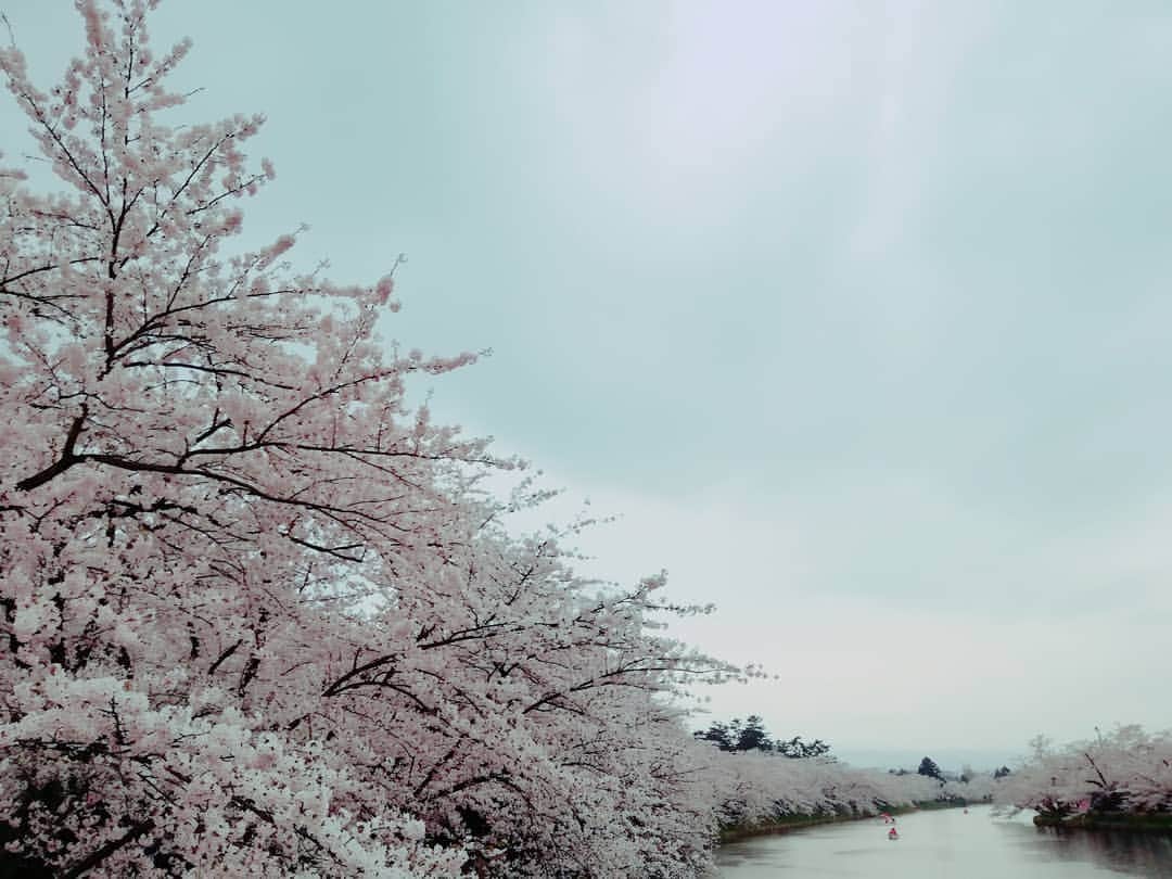 崎乃奏音さんのインスタグラム写真 - (崎乃奏音Instagram)「今日は大学のお友達（いつものおかっぱ）と弘前公園へお花見に行きました！どう頑張っても今日しか行けるタイミングがなかったから、目一杯堪能してきたよ。お花見は一年で一番好きな行事なの。時間がある春は毎日お花見に出かけるくらい桜が大好き！私は特に垂れ桜が妖艶で好きだな～。あのね、弘前公園の桜は迫力があって本当に綺麗なんだ。世界で一番。贔屓目はあるかもだけど。そんな今日は天気があまり良くなくて夜は雨模様だったんだけど、水を弾く桜の花は儚くて、それもまた風情がありました。みんなも是非弘前公園に来てね！ #弘前公園 #桜」4月24日 23時32分 - sakinosoto