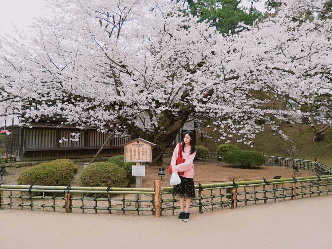 崎乃奏音さんのインスタグラム写真 - (崎乃奏音Instagram)「今日は大学のお友達（いつものおかっぱ）と弘前公園へお花見に行きました！どう頑張っても今日しか行けるタイミングがなかったから、目一杯堪能してきたよ。お花見は一年で一番好きな行事なの。時間がある春は毎日お花見に出かけるくらい桜が大好き！私は特に垂れ桜が妖艶で好きだな～。あのね、弘前公園の桜は迫力があって本当に綺麗なんだ。世界で一番。贔屓目はあるかもだけど。そんな今日は天気があまり良くなくて夜は雨模様だったんだけど、水を弾く桜の花は儚くて、それもまた風情がありました。みんなも是非弘前公園に来てね！ #弘前公園 #桜」4月24日 23時32分 - sakinosoto