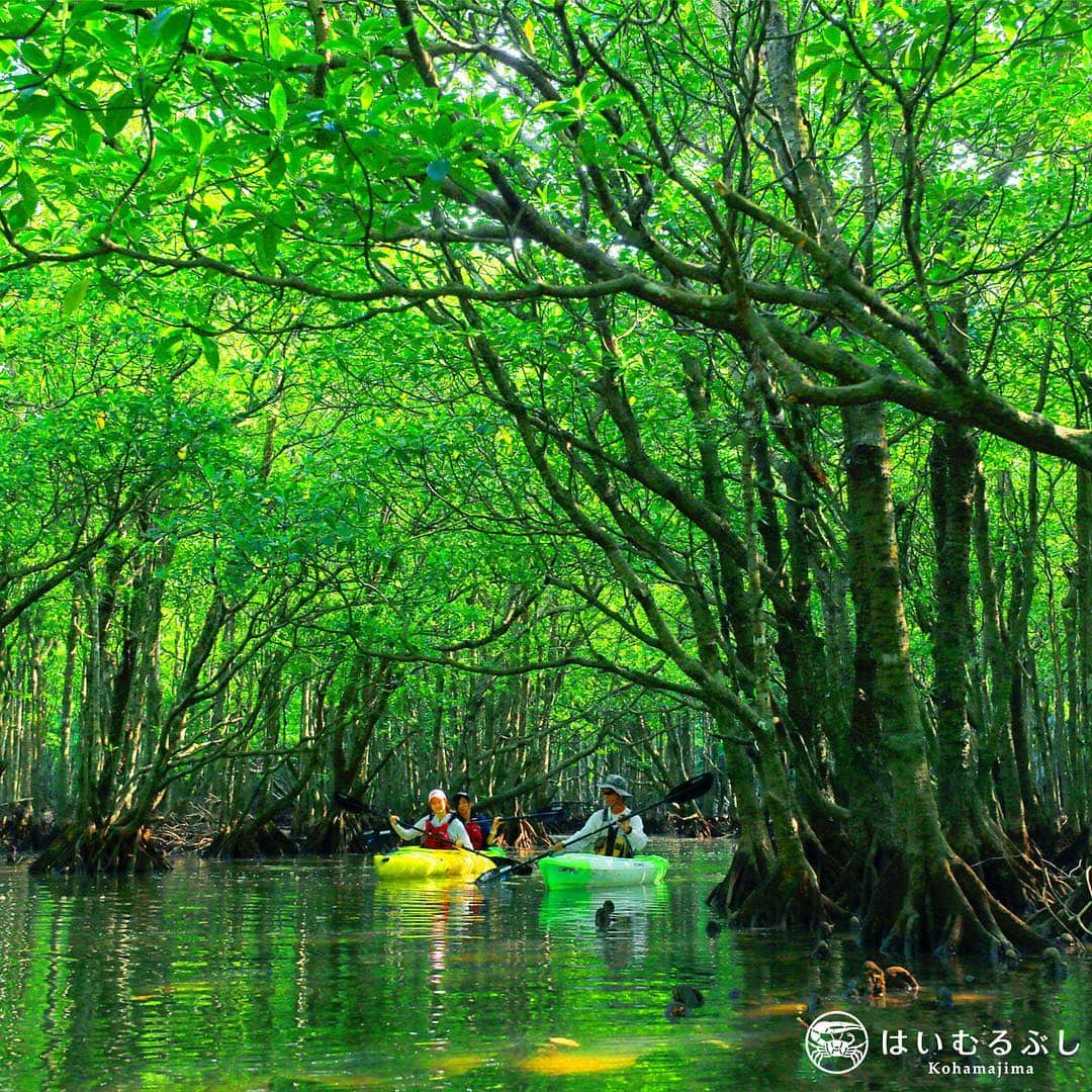 HAIMURUBUSHI はいむるぶしさんのインスタグラム写真 - (HAIMURUBUSHI はいむるぶしInstagram)「西表島には日本最大の面積を有するマングローブ林があり、仲間川天然保護地区として国の天然記念物に指定されています。#沖縄 #八重山諸島 #西表島 #仲間川 #マングローブ #カヤック #はいむるぶし #japan #yaeyamaislands #iriomoteisland #nakamagawa #river #kayak #kohamaisland #beachresort #haimurubushi @minefuyu_yamashita」4月24日 23時51分 - haimurubushi_resorts