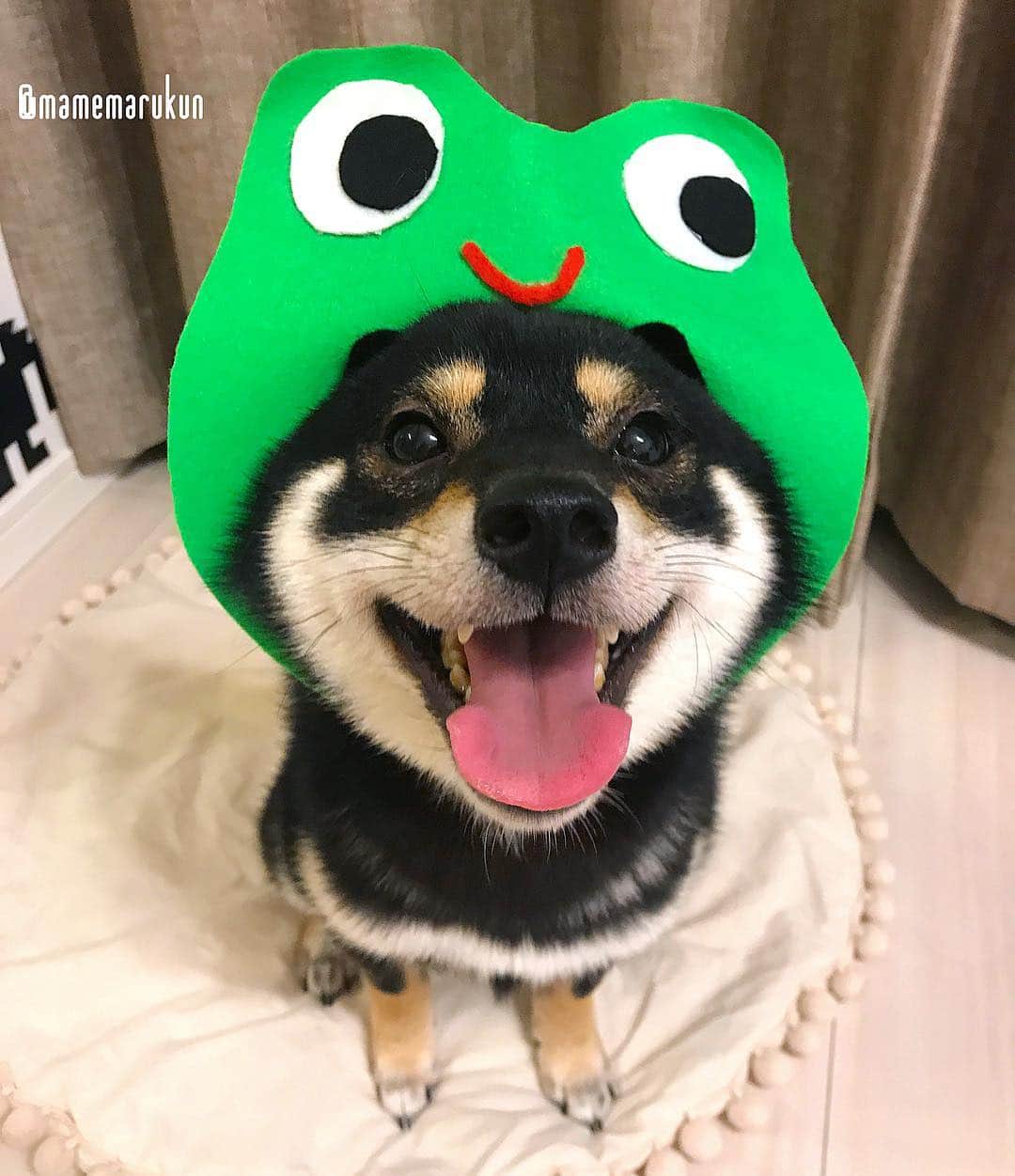 まめ丸のインスタグラム：「* * 【 #はめ丸 シリーズ第14弾かえる🐸】 * 今日はあめ☂️だったから かえるさん🐸でてきたよー🐶💓 * I'm frog , not dog🐶🐸💓 🌟#mamemaruscosplay  No.14 frog🐸🌟 * #お耳くまさんみたいだね🐻 #つよそう🐶💪❓ * #柴犬#豆柴#柴#黒柴#黒豆柴#犬#shiba#shibainu#shibastagram#shibadog#puppy#instadog#dogstagram#dog#instashiba#petstagram#pet#buzzfeedanimals#cute#cutedog#강아지#멍스타그램#worldofcutepets#カエル#frog#サンデイ」